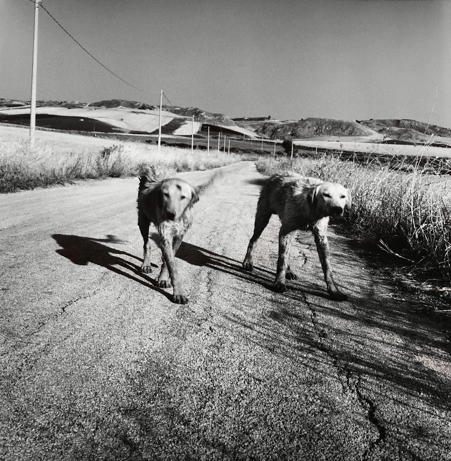 Incrociandomi con due cani in una strada di campagna nei pressi di Castelvetrano. Trapani, 2003